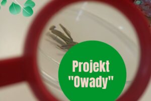 projekt owady cover